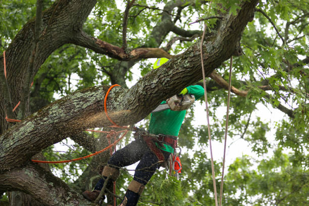 Best Tree Risk Assessment  in Pike Creek, DE