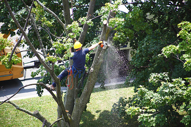 Best Tree Preservation Services  in Pike Creek, DE